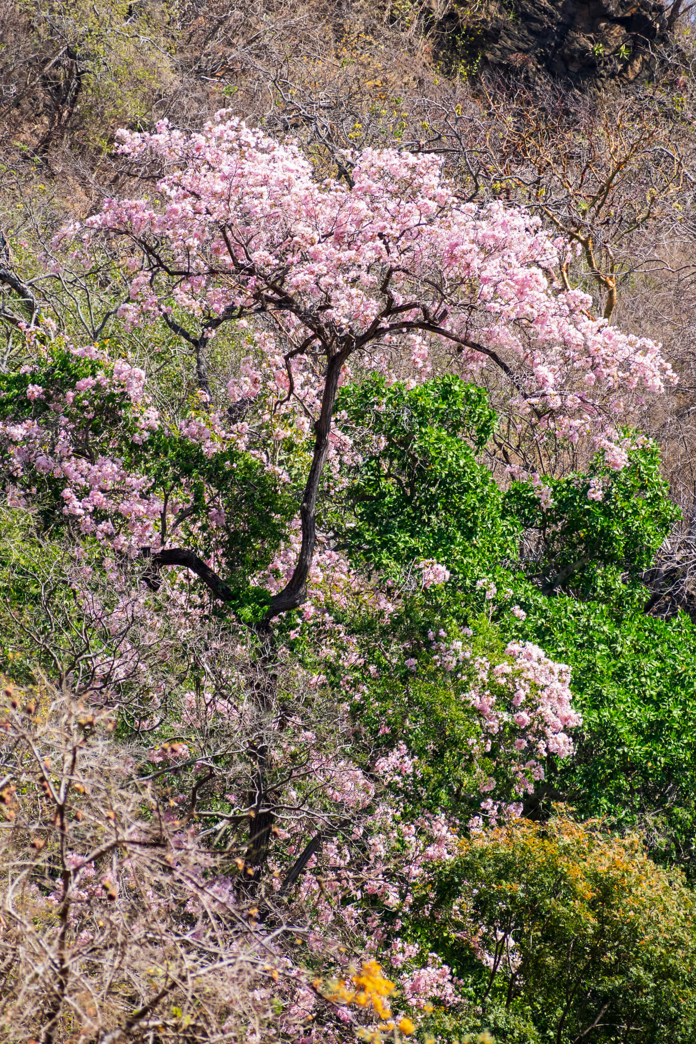 Tabebuia rosea  